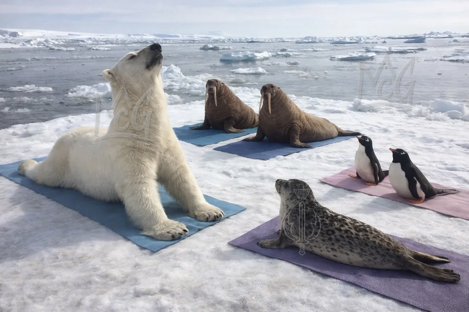 A polar bear holds a backbend yoga pose with walruses, penguins and a seal nearby.